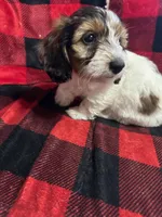 Dolly Barkon, a female Miniature Dachshund for sale in Dittmer, MO – Photo 4 of 5