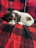 Dolly Barkon, a female Miniature Dachshund for sale in Dittmer, MO – Photo 2 of 5
