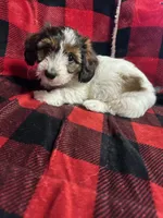 Dolly Barkon, a female Miniature Dachshund for sale in Dittmer, MO – Photo 1 of 5