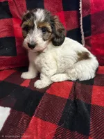 Dolly Barkon, a female Miniature Dachshund for sale in Dittmer, MO – Photo 3 of 5
