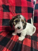 Dolly Barkon, a female Miniature Dachshund for sale in Dittmer, MO – Photo 5 of 5