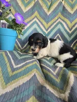 Sir fluffington, a male Miniature Dachshund for sale in Dittmer, MO – 3 of 4