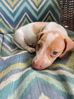 Scout, a male Miniature Dachshund for sale in Dittmer, MO – 5 of 10