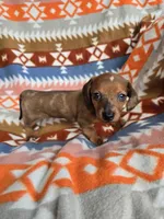 Diamond, a female Miniature Dachshund for sale in Dittmer, MO – 7 of 7