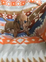 Liberty, a female Miniature Dachshund for sale in Dittmer, MO – 3 of 4