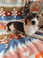 Cuddles, a female Miniature Dachshund for sale in Dittmer, MO – 3 of 8