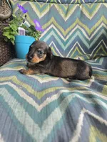 Shadow, a male Miniature Dachshund for sale in Dittmer, MO – 3 of 4