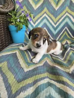 Cuddles, a female Miniature Dachshund for sale in Dittmer, MO – 5 of 5