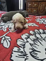 Scout, a male Miniature Dachshund for sale in Dittmer, MO – 8 of 10