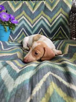 Scout, a male Miniature Dachshund for sale in Dittmer, MO – 4 of 10