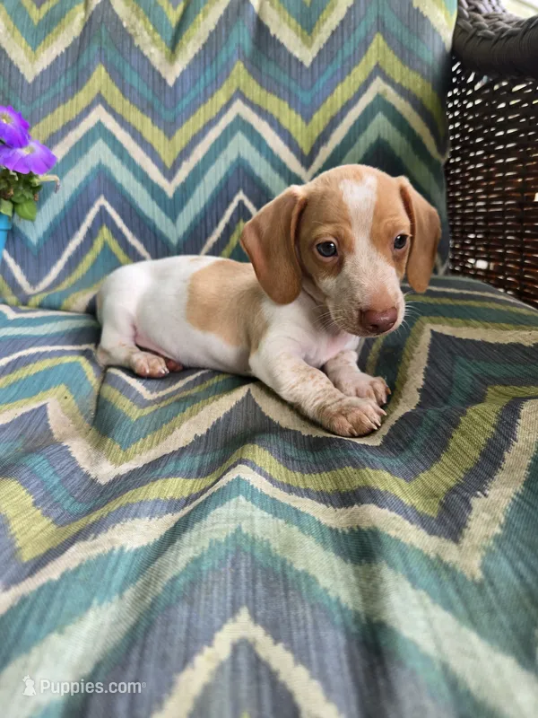 Scout – Miniature Dachshund puppy for sale in Dittmer, MO