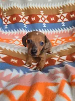 Diamond, a female Miniature Dachshund for sale in Dittmer, MO – 6 of 7