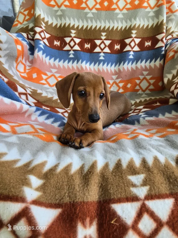 Wrangler – Miniature Dachshund puppy for sale in Dittmer, MO