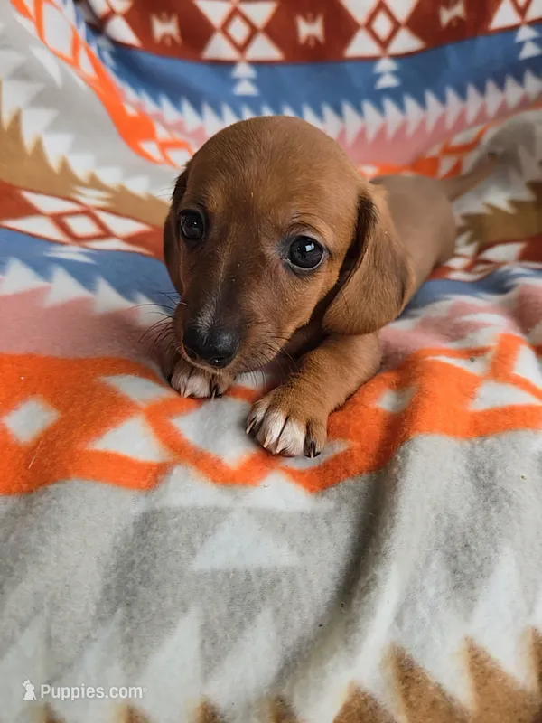 Liberty – Miniature Dachshund puppy for sale in Dittmer, MO