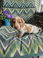 Scout, a male Miniature Dachshund for sale in Dittmer, MO – 2 of 10