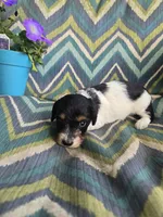 Sir fluffington, a male Miniature Dachshund for sale in Dittmer, MO – 4 of 4