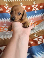 Wrangler, a male Miniature Dachshund for sale in Dittmer, MO – 2 of 3