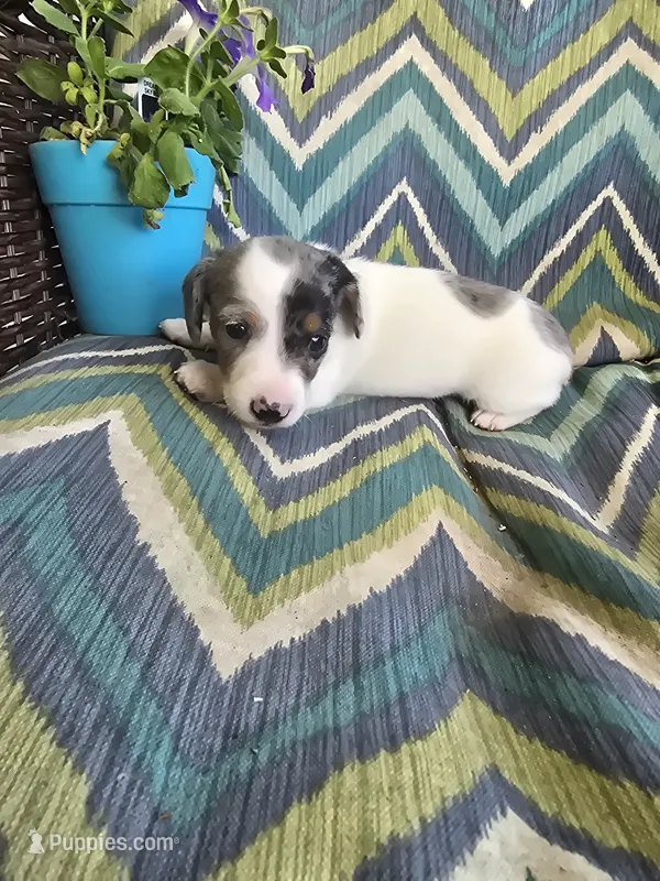 Spot – Miniature Dachshund puppy for sale in Dittmer, MO