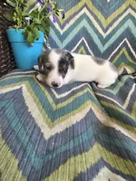 Spot, a male Miniature Dachshund for sale in Dittmer, MO – 1 of 5