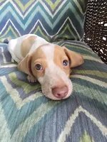 Scout, a male Miniature Dachshund for sale in Dittmer, MO – 3 of 10