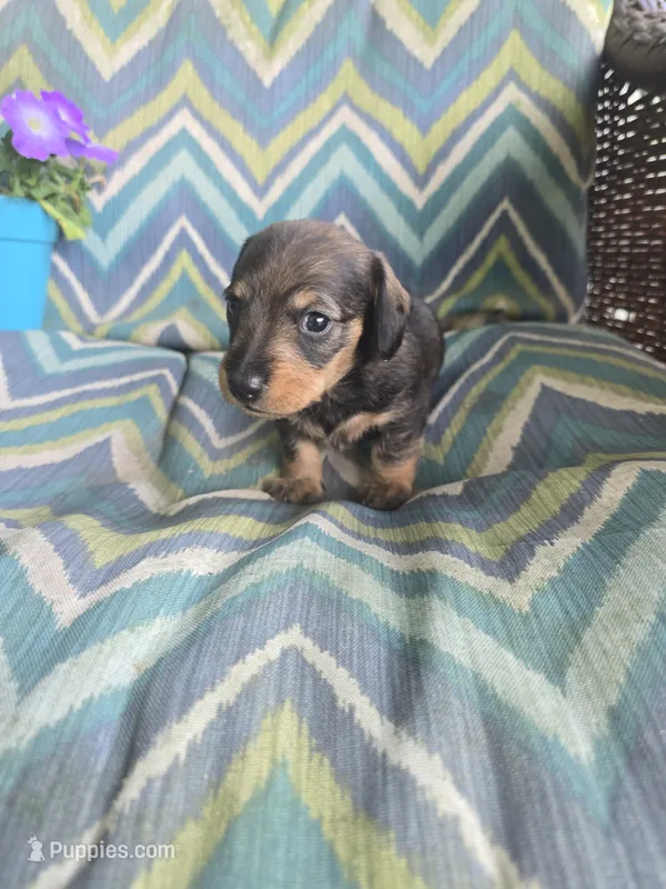 Shadow – Miniature Dachshund puppy for sale in Dittmer, MO