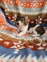 Cuddles, a female Miniature Dachshund for sale in Dittmer, MO – 2 of 8