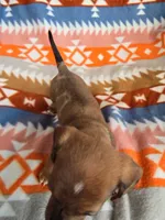 Diamond, a female Miniature Dachshund for sale in Dittmer, MO – 4 of 7