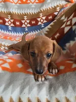Liberty, a female Miniature Dachshund for sale in Dittmer, MO – 2 of 4