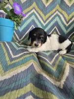 Sir fluffington, a male Miniature Dachshund for sale in Dittmer, MO – 1 of 4