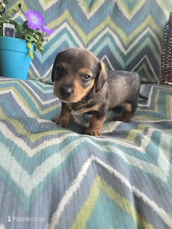 Hot chocolate  – Miniature Dachshund puppy for sale in Dittmer, MO