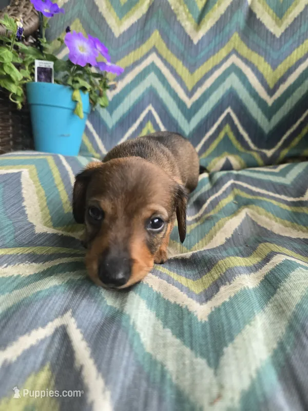 Teddy – Miniature Dachshund puppy for sale in Dittmer, MO