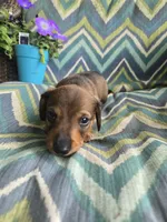 Teddy, a male Miniature Dachshund for sale in Dittmer, MO – 1 of 4