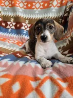 Cuddles, a female Miniature Dachshund for sale in Dittmer, MO – 1 of 8