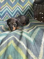 Shadow, a male Miniature Dachshund for sale in Dittmer, MO – 4 of 4