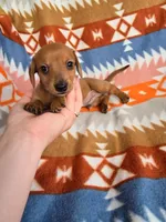 Wrangler, a male Miniature Dachshund for sale in Dittmer, MO – 3 of 3