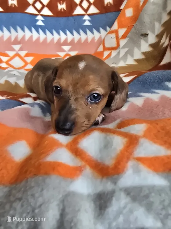 Diamond – Miniature Dachshund puppy for sale in Dittmer, MO