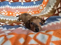 Diamond, a female Miniature Dachshund for sale in Dittmer, MO – 3 of 7