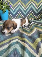Cuddles, a female Miniature Dachshund for sale in Dittmer, MO – 4 of 5