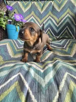 Teddy, a male Miniature Dachshund for sale in Dittmer, MO – 2 of 4