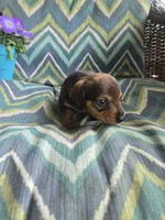 Hot chocolate , a male Miniature Dachshund for sale in Dittmer, MO – 3 of 4