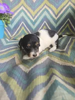 Sir fluffington, a male Miniature Dachshund for sale in Dittmer, MO – 2 of 4