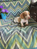 Scout, a male Miniature Dachshund for sale in Dittmer, MO – 7 of 10