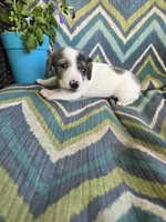 Spot, a male Miniature Dachshund for sale in Dittmer, MO – 2 of 5