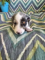 Spot, a male Miniature Dachshund for sale in Dittmer, MO – 5 of 5