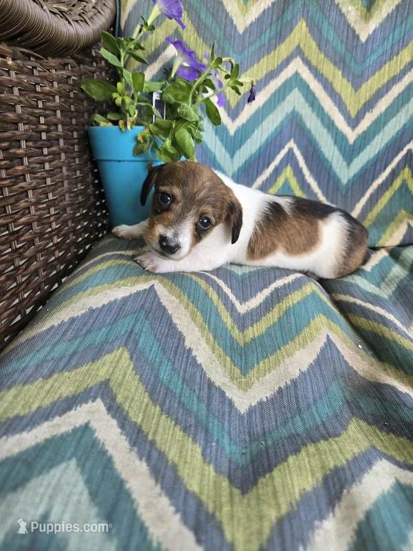Cuddles – Miniature Dachshund puppy for sale in Dittmer, MO