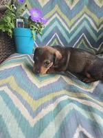 Hot chocolate , a male Miniature Dachshund for sale in Dittmer, MO – 4 of 4
