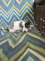 Spot, a male Miniature Dachshund for sale in Dittmer, MO – 3 of 5