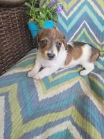 Cuddles, a female Miniature Dachshund for sale in Dittmer, MO – 2 of 5