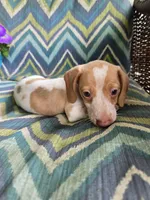 Scout, a male Miniature Dachshund for sale in Dittmer, MO – 6 of 10