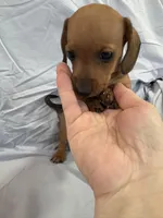 Peanut , a female Miniature Dachshund for sale in Bellevue, MI – Photo 1 of 3